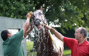 Haskell Invitational contender Wildcat Red gets a morning bath from groom Pedro Moreno, left, as assistant trainer Nick Galati holds tight after a gallop on the track at Monmouth Park. Photo by Bill Denver/EQUI-PHOTO