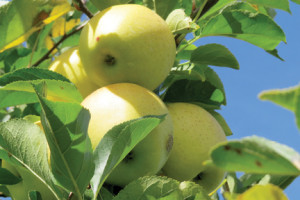 Golden Delicious apples are known for being sweet and juicy and good for eating, baking and salads.