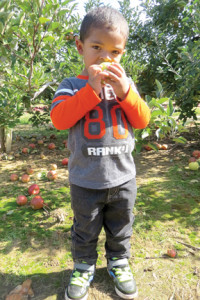  Apples are ready for the picking at two pick your own orchards in Monmouth County.