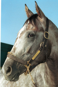 Portrait of Holy Bull at Monmouth Park July 1994. Photo By Bill Denver/EQUI-PHOTO