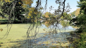 Fair Haven residents have been concerned about the future of McCarter pond, which had become overgrown with vegeta- tion. Officials have begun treating the manmade pond, used for ice skating in winter and fishing in warm weather, with plans to dredge it in the near future. Photo: Marion Lynch