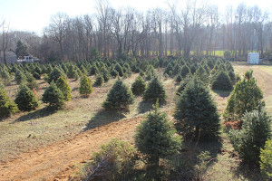 Lincroft Christmas Tree Farm