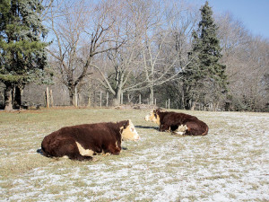Cows sun themselves at W.H. Potter Farm in Holmdel Tuesday. Photo: Joseph Sapia