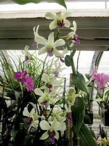 A tangle of orchids. 