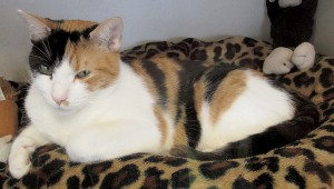 Calpurrnia, an approximately 3-year-old female awaiting adoption at the Monmouth County SPCA.