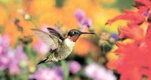 Hummingbird Mania