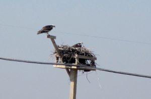 Nesting ospreys at Sandy Hook.