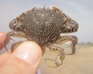 The volunteers counted well over 600 crabs in total at all sites surveyed.