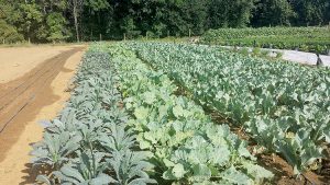 Rows of various varieties of kale grown at Caramore Farm on the campus of Collier High School in Marlboro.
