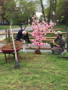 A flowering dogwood was planted in memory of Liz Hanson