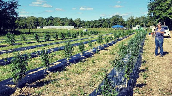 The 14-acre Munsee Three Sisters Medicinal Farm in Newton is a for-profit business that also does nonprofit work to realize food sovereignty for the Turtle Clan community, which for the last 56 years has been living on a federal Superfund site. Munsee Three Sisters Farm/Instagram