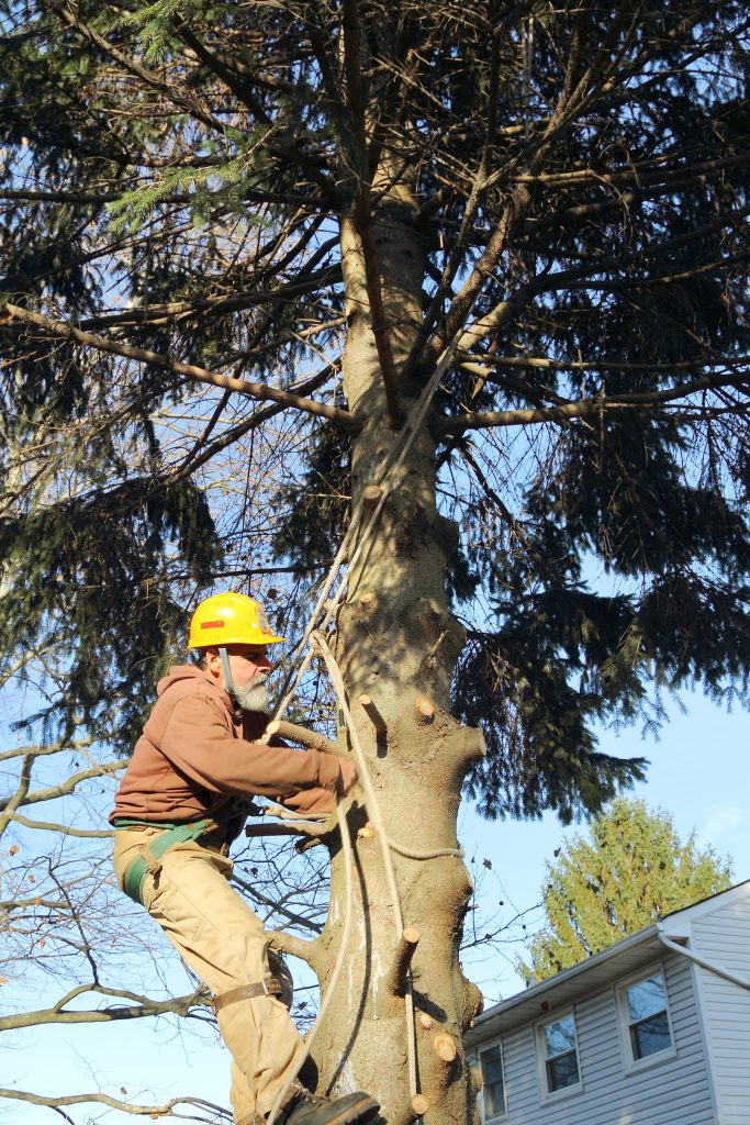Little Silver officials are drafting a tree removal ordinance which would introduce penalties for haphazardly removing trees. File Photo