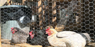 Relaxed Live Poultry Regulations Give Red Bank Residents an Egg-cellent Opportunity