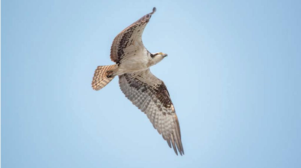 After recovering from near-extinction, the osprey, pictured above, and the bald eagle will be removed from the NJDEP’s endangered species list. Eduardo Pinzon 