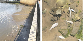 Toxic Algal Bloom Causes Fish Kills in Area Waters