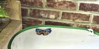 Fall for Butterflies this Autumn and Help Them Thrive