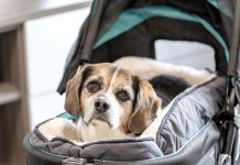 Cooper Cares: How A Canine Superhero Conquered Obstacles