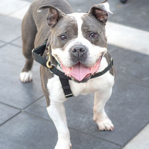07/09/26, Monmouth County SPCA Fundraiser Transforms Shadowbrook into a Vintage Circus