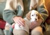 SPCA BRINGS PEOPLE, PETS TOGETHER WITH TWO NEW PROGRAMS