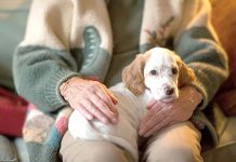 SPCA BRINGS PEOPLE, PETS TOGETHER WITH TWO NEW PROGRAMS