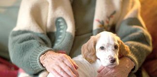 SPCA BRINGS PEOPLE, PETS TOGETHER WITH TWO NEW PROGRAMS