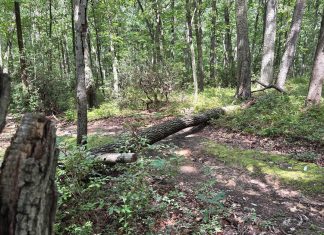 Scudder Preserve: A Living Conservation Laboratory for All