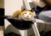Go on the Prowl at the Upcoming Cat Convention in Holmdel