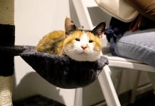 Go on the Prowl at the Upcoming Cat Convention in Holmdel