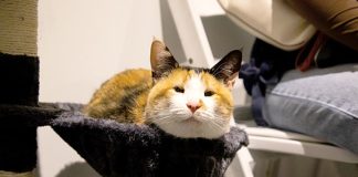 Go on the Prowl at the Upcoming Cat Convention in Holmdel
